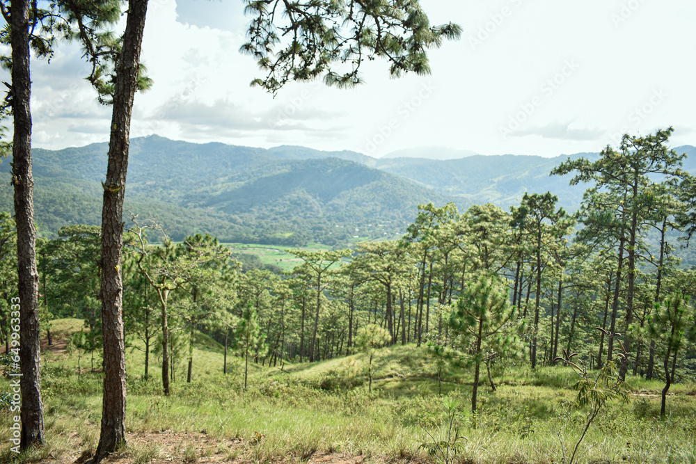 Fototapeta premium paisaje de montañas y arboles en la sierra de mexico, oaxaca, arboles de pino 