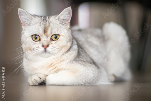 british silver tabby cat at home