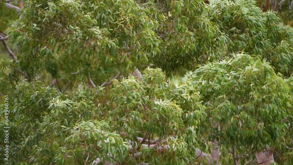 Tree branches during a windy day Tree branches during a windy day