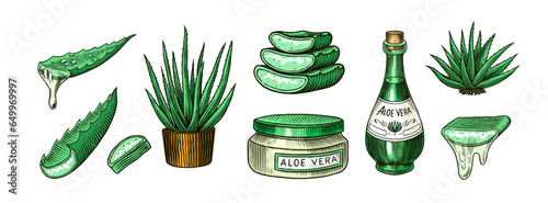Aloe vera set. Sketch of Plant and bunch and leaves. Ingredient for herbal medicine or cosmetics. Hand drawn Vintage ink sketch. Products for label, advertesment, typography or banner, poster 