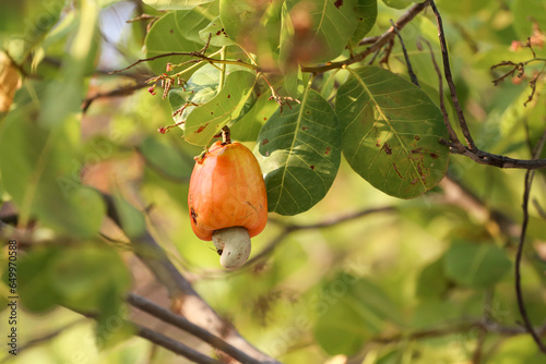 CAJU COM CASTANHA ÔRGANICO NA ÁRVORE NO NORDESTE DO BRASIL