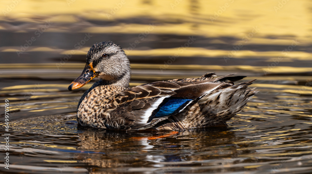 Mallard duck swimming in Cape Fear River Mallard duck swimming in Cape Fear River