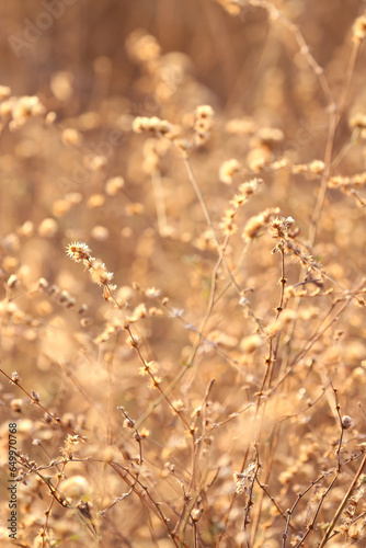 PLANTAS SECAS PARECIDAS COM TRIGO © Athirson Arrais