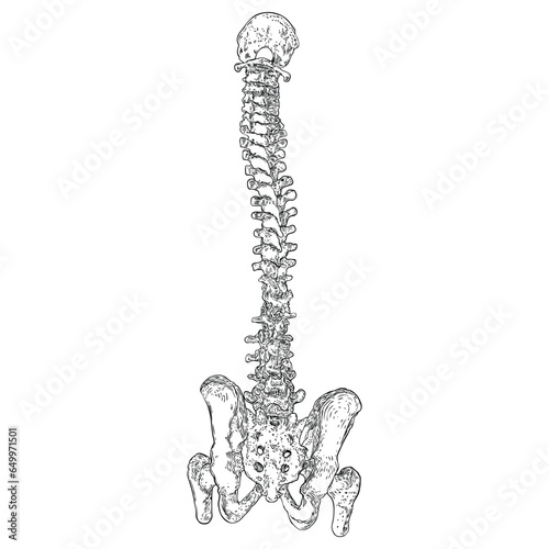 Human spine bones anatomy with Intervertibral disks, Cervical, Thoracic, Lumbar vertebrae and Pelvis Sacrum Ilium Oschium, Coccyx bones. Hand drawing sketch. Vector.