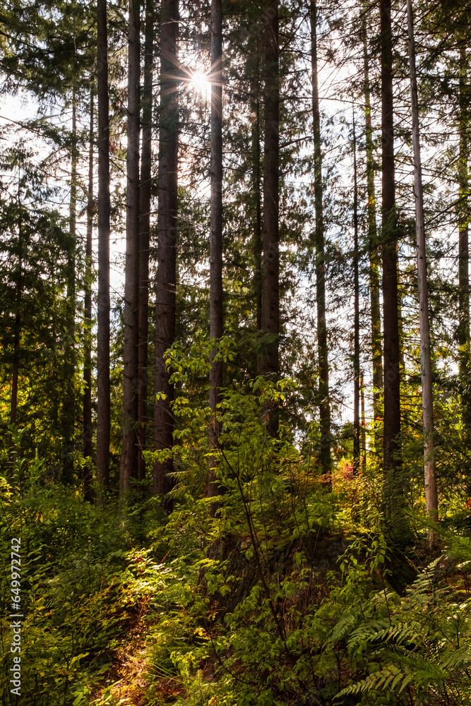 Natural Forest of Spruce Trees. Beautiful deep forest scene. Light beam in woodland. Forest wood background Natural Forest of Spruce Trees. Beautiful deep forest scene. Light beam in woodland. Forest wood background
