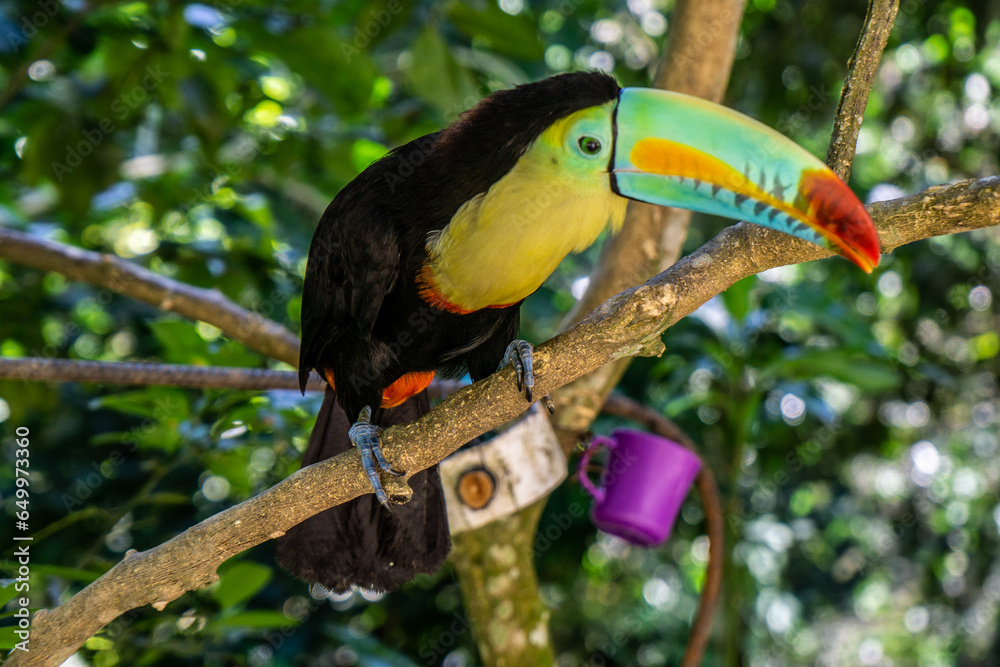 Fototapeta premium Kakadu