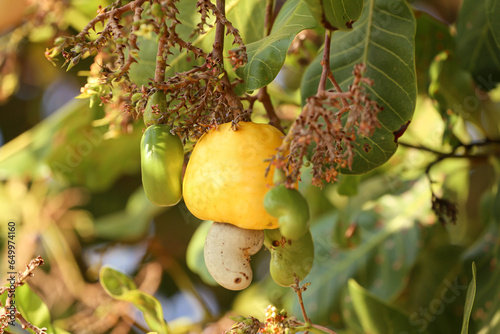 CAJU AMARELO COM CASTANHA NO NORDESTE DO BRASIL