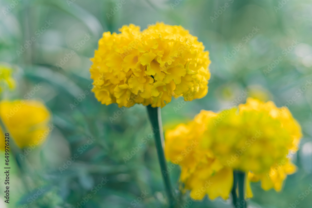 Yellow Marigold flowers bloom in the garden, beautiful soft green natural background Yellow Marigold flowers bloom in the garden, beautiful soft green natural background
