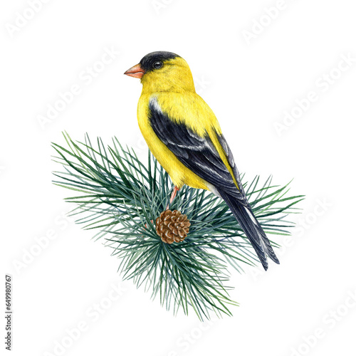 Goldfinch bird on a conifer branch decor. Watercolor illustration. Spinus tristis realistic image. Hand drawn yellow goldfinch on a pine twig decoration. Wildlife forest bird on white background © anitapol