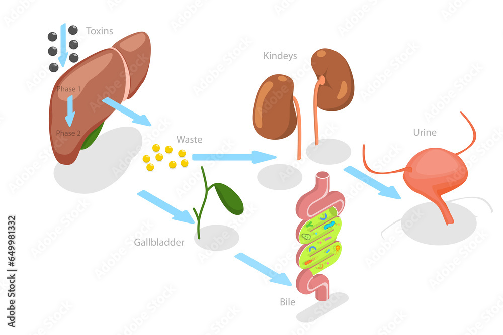 3D Isometric Flat  Conceptual Illustration of Liver Detoxification, Educational Labeled Description - obrazy, fototapety, plakaty 