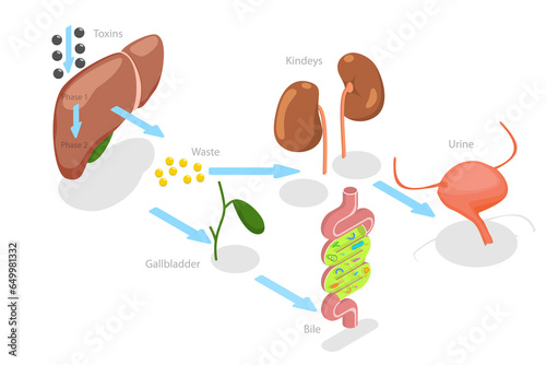 3D Isometric Flat  Conceptual Illustration of Liver Detoxification, Educational Labeled Description