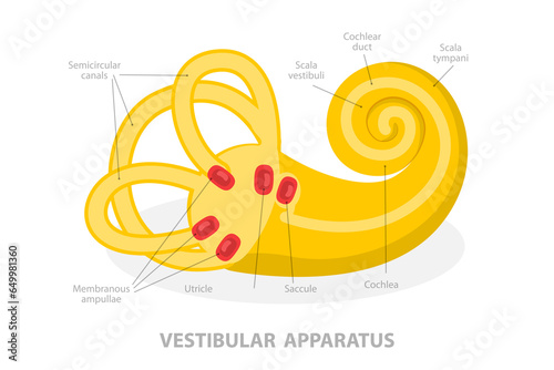 3D Isometric Flat  Conceptual Illustration of Vestibular Apparatus, Human Ear Anatomy photo