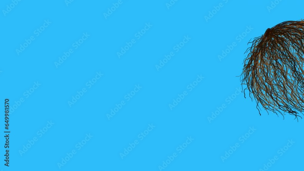 The tumbleweed rolls from side to side on a blue screen. Animation with western and empty space concept. The effect of boredom and despondency. An element for creating a desert atmosphere in 4K.