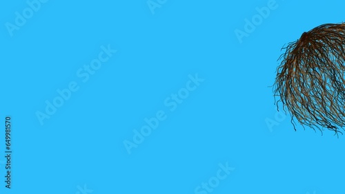 The tumbleweed rolls from side to side on a blue screen. Animation with western and empty space concept. The effect of boredom and despondency. An element for creating a desert atmosphere in 4K.