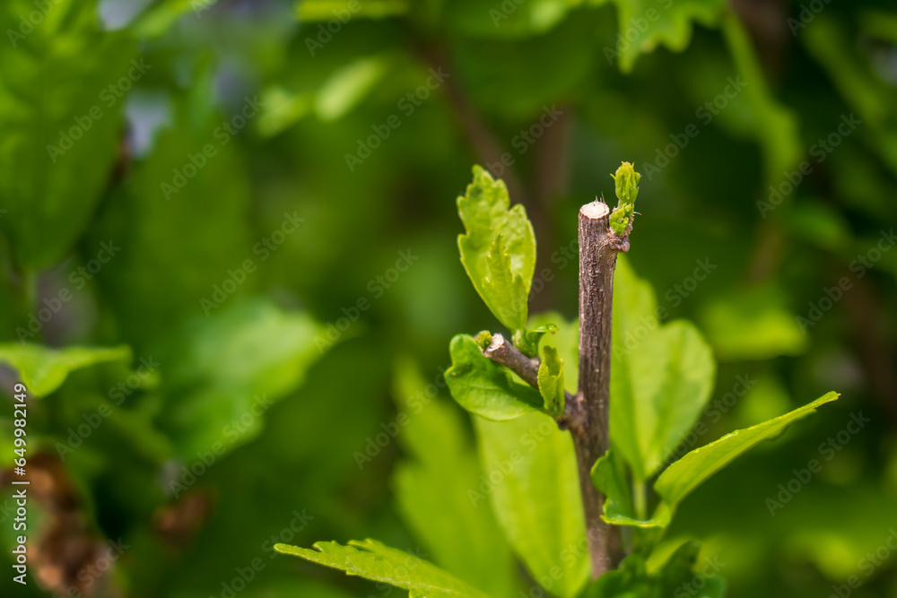 Pruned tree branches in the garden. Caring for plants and trees. Background with selective focus