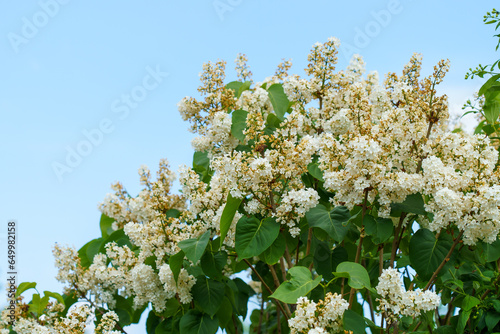 Blooming lilac. Background with selective focus and copy space photo