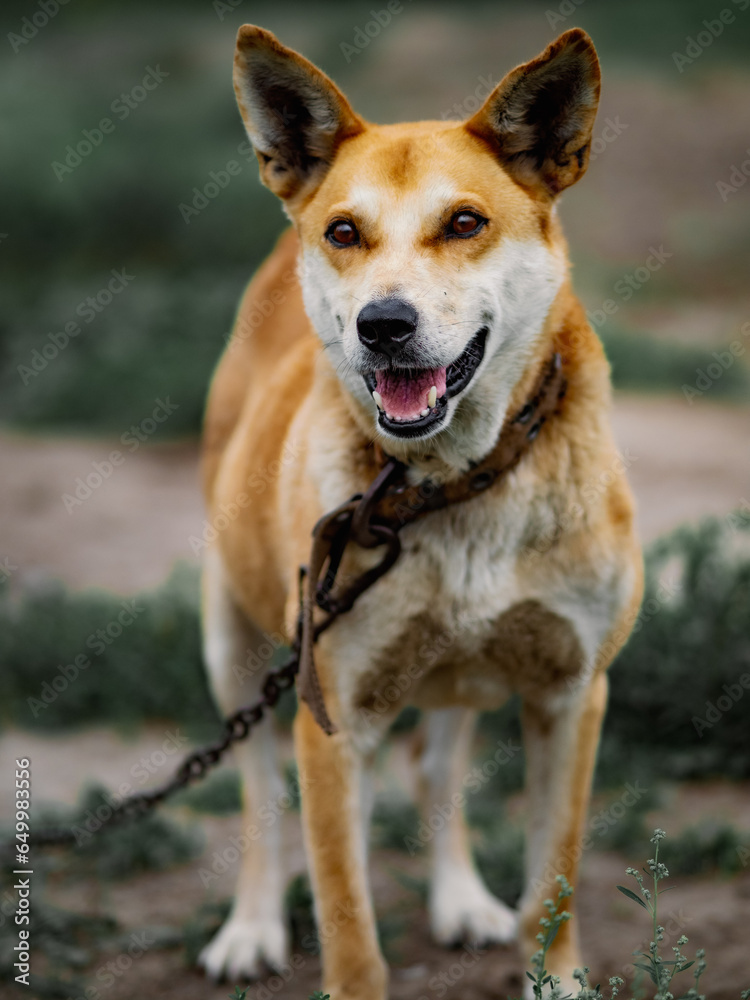 Portrait of red dog on chain with collar on summer day. Dog with open mouth