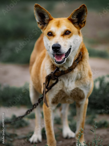 Portrait of red dog on chain with collar on summer day. Dog with open mouth