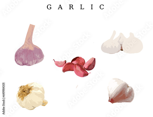set of garlic isolated