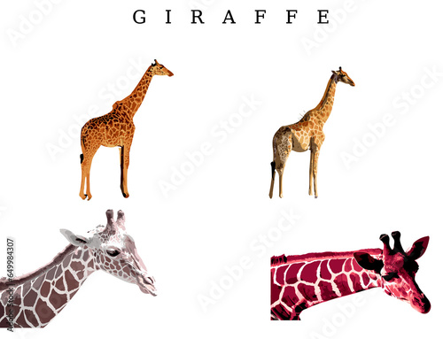 giraffe