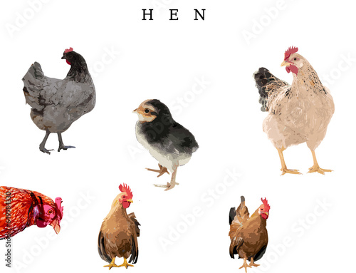 hen and chicken
