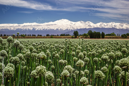 Hermosa plantación de cebollas , vemos finos y largos tallos con sus hojas alargadas y su flor única de gran textura , de fondo Cordillera de Los Andes nevada ,distrito de Agrelo Mendoza Arg.