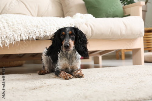 Cute cocker spaniel dog lyi...