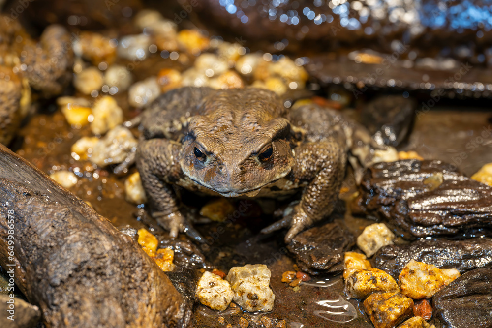 Naklejka premium アズマヒキガエル