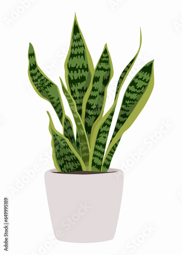 Snake plant in a pot, Dracaena trifasciata, houseplant