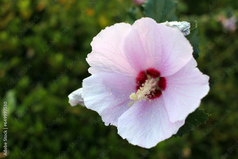 September 9, 2023: Jinhaeru in Jinhae, Jinhae-gu, Changwon-si, Gyeongsangnam-do, South Korea; Close-up of pink flowers. Hibiscus syriacus, Rose Of Sharon September 9, 2023: Jinhaeru in Jinhae, Jinhae-gu, Changwon-si, Gyeongsangnam-do, South Korea; Close-up of pink flowers. Hibiscus syriacus, Rose Of Sharon