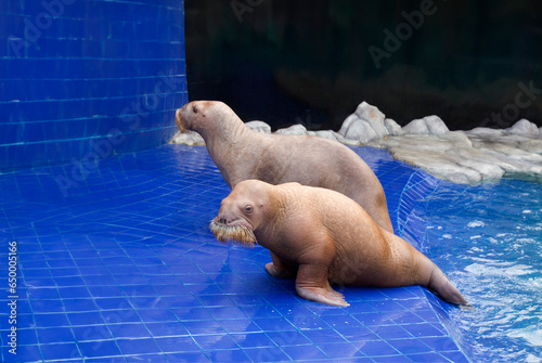 WALRUS 