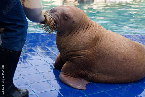 WALRUS 