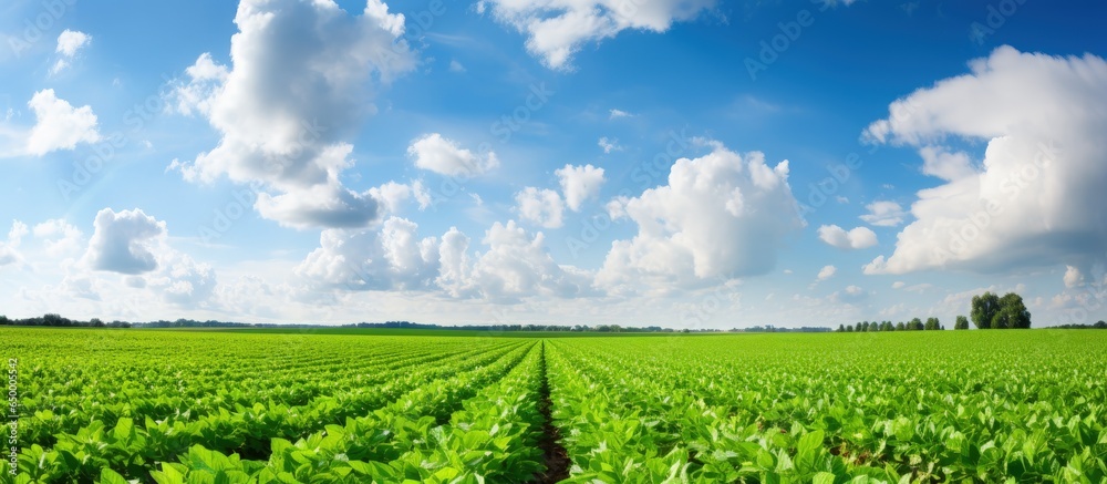 Stunning soybean fields amidst open skies