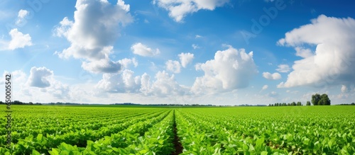 Stunning soybean fields amidst open skies photo