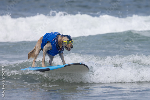 Photography Dog surfing in ocean