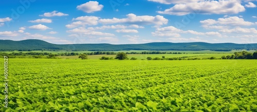 Brazil s extensive soybean plantations greatly contribute to agriculture in the state of Mato Grosso photo