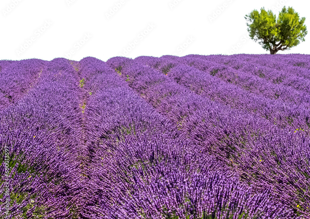 Obraz premium Champ de lavande et amandier en forme de cœur en Provence, fond blanc 