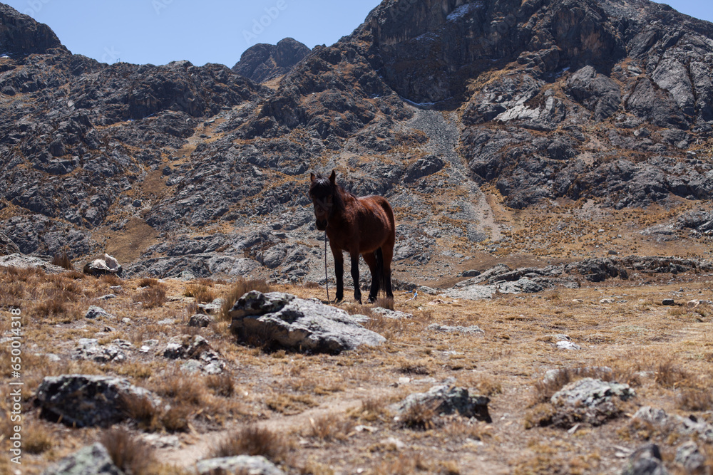 Photo of a horse in a landscape in the Andes of Peru. Concept of animals and nature.