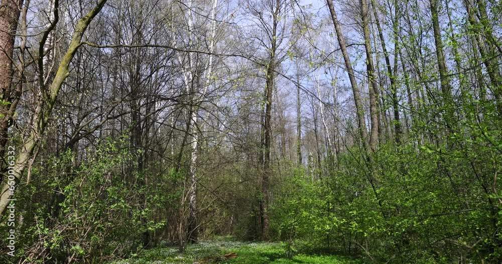 the first spring wild flowers with white petals