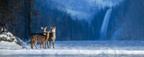 Close three young majestic red deer in winter forest with waterfall. Cute wild mammal in natural environment