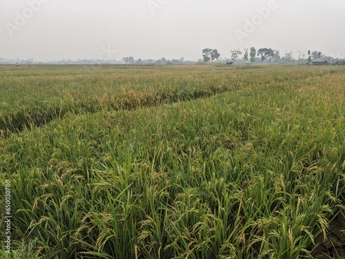 a photo of sprawling rice fields in a village in Indonesia