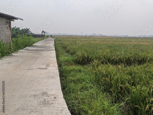 a photo of sprawling rice fields in a village in Indonesia