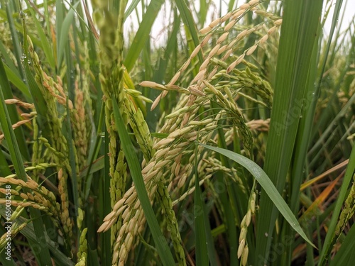 a photo of rice plants in a rice field photographed from close range