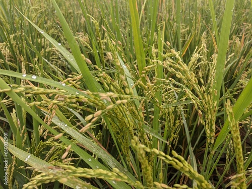 a photo of rice plants in a rice field photographed from close range