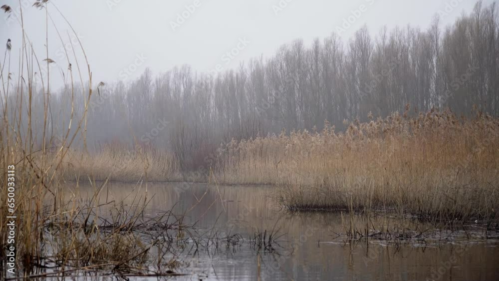 Dry reed near the pond in a gloomy winter day Dry reed near the pond in a gloomy winter day