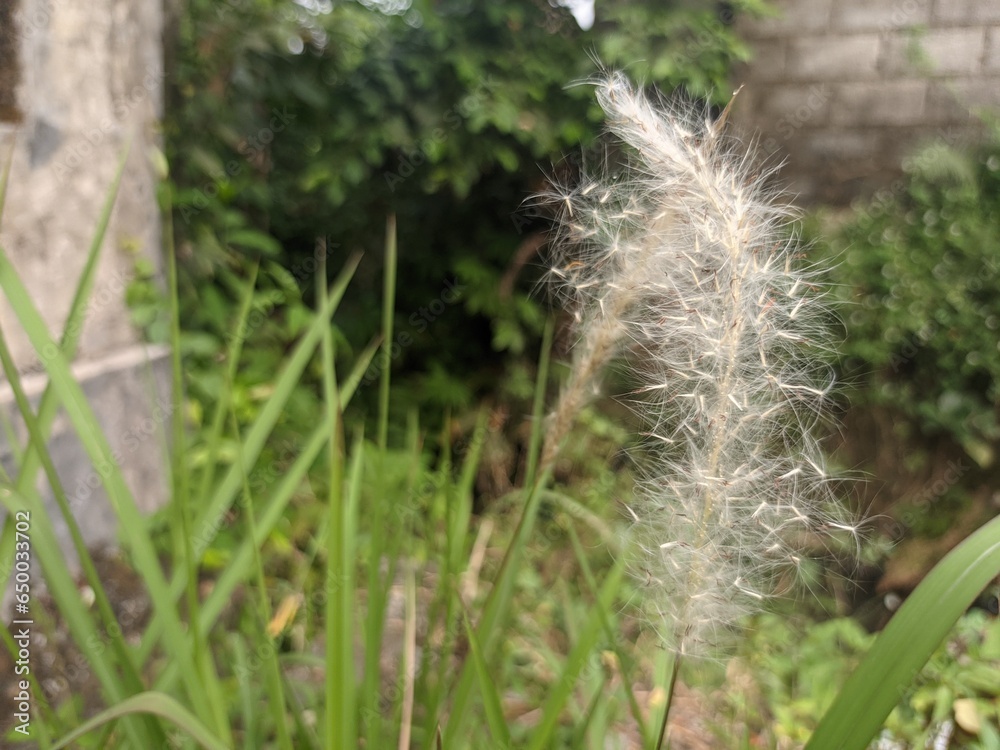 Obraz premium a photo of flowers growing from the grass on the side of the road