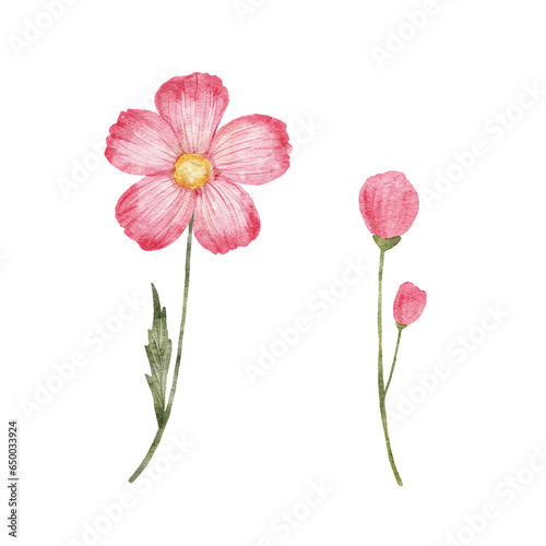 Flower watercolor illustration isolated on white. Pink wildflower