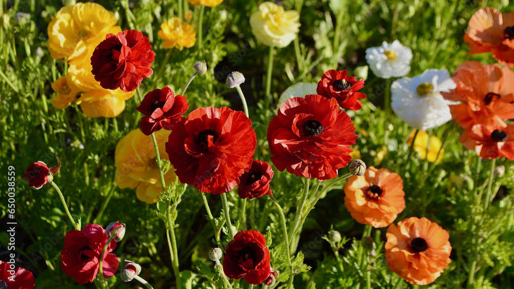 Obraz premium An abundance of spring color in the garden