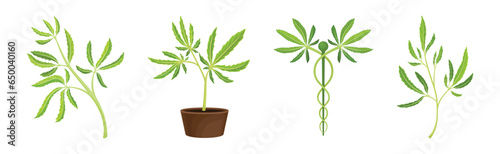 Cannabis Plant with Green Leaves as Marijuana Crop Vector Set