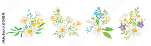 Daisy Flowers and Meadow Flora with Green Branch Composition Vector Set
